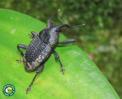 Homalinotus deplanatus