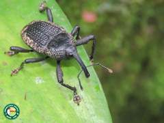 Homalinotus deplanatus