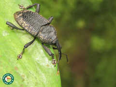 Homalinotus deplanatus