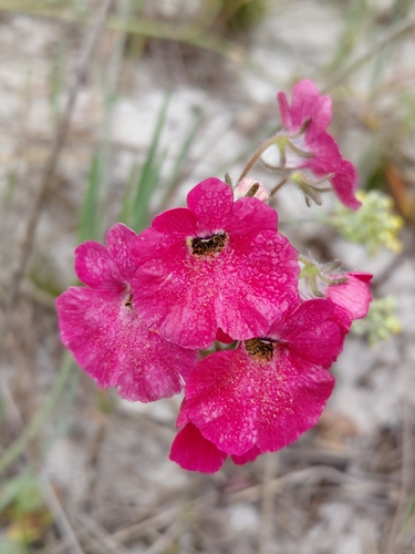 Capejewels (Nemesia strumosa)