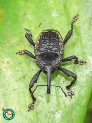 Homalinotus deplanatus