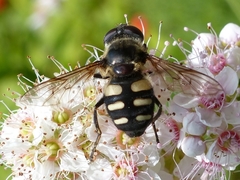Sericomyia transversa