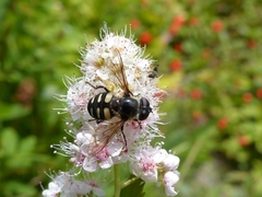Sericomyia transversa