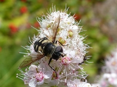 Sericomyia transversa