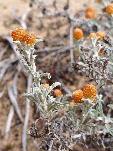 Gold-and-silver Everlasting (Helichrysum cochleariforme)