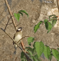 Pycnonotus sinensis