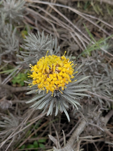 Saldanha Pincushion (Leucospermum tomentosum)