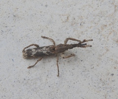 Ulocerus mexicanus
