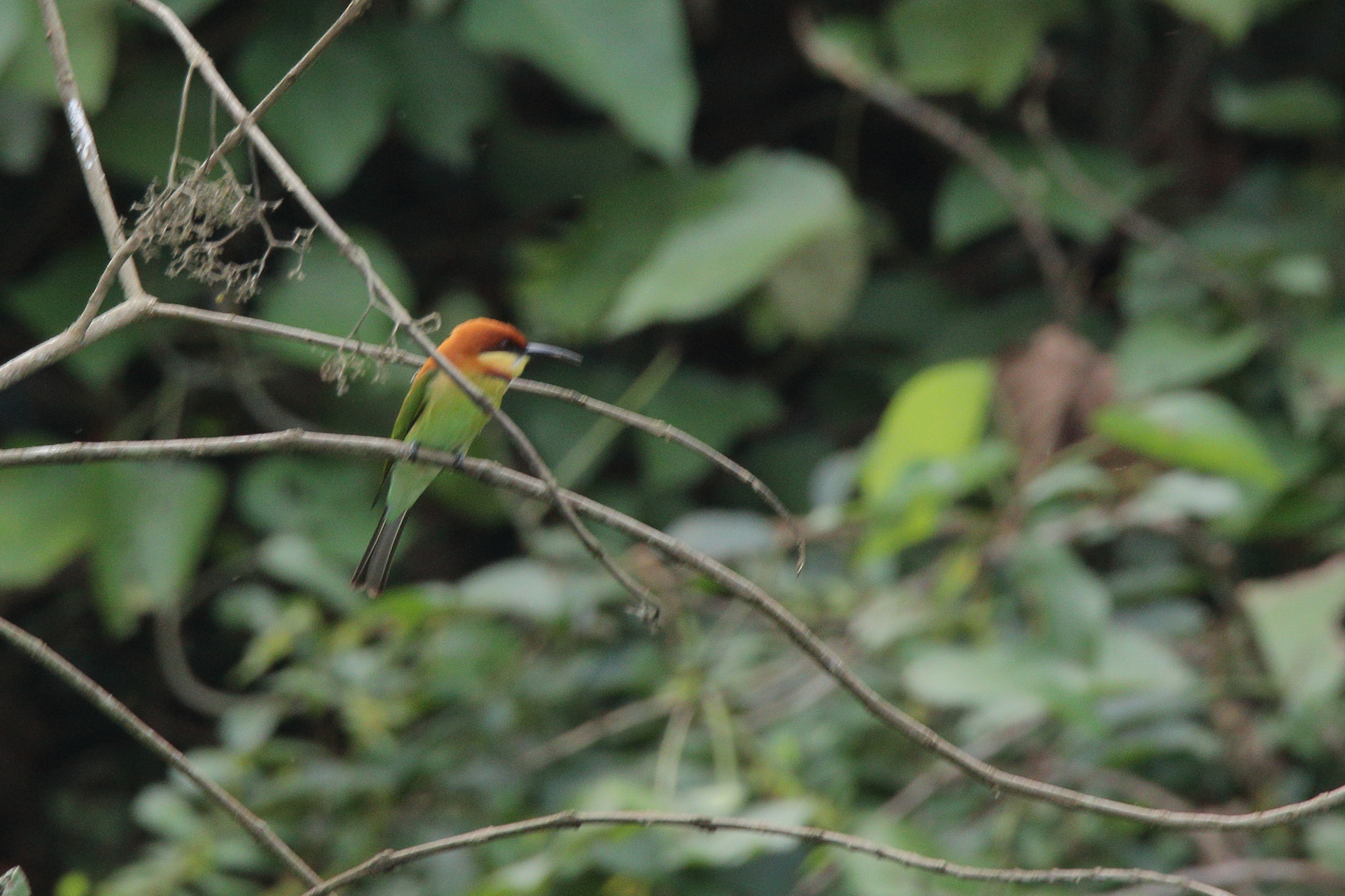 Chestnut-headed Bee-eater