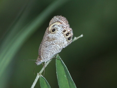 Ypthima ceylonica