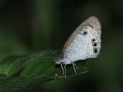 Ypthima ceylonica