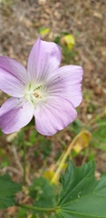 Malva weinmanniana