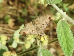 Arteurotia tractipennis tractipennis