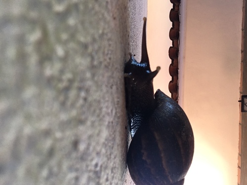 African Giant Snail