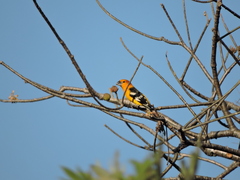 Pheucticus chrysopeplus