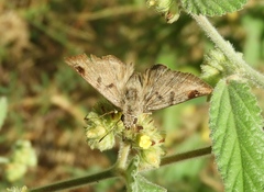 Arteurotia tractipennis tractipennis