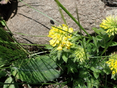 Leobordea corymbosa