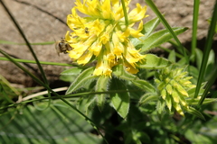 Leobordea corymbosa