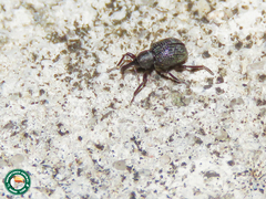 Cyrtobagous salviniae