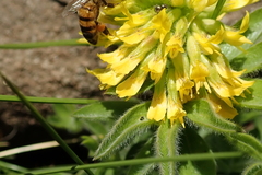 Leobordea corymbosa