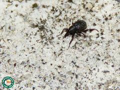 Cyrtobagous salviniae