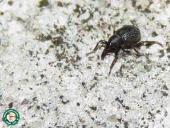 Cyrtobagous salviniae