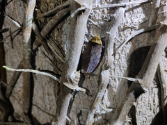 Penthicodes atomaria