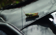 Chorthippus fallax fallax