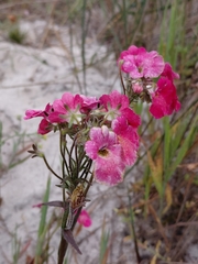 (c) Brian du Preez, some rights reserved (CC BY-SA) Nemesia strumosa, photograph (c) Brian du Preez, some rights reserved (CC BY-SA)