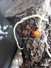 Cissites maculata