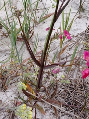 (c) Brian du Preez, some rights reserved (CC BY-SA) Nemesia strumosa, photograph (c) Brian du Preez, some rights reserved (CC BY-SA)