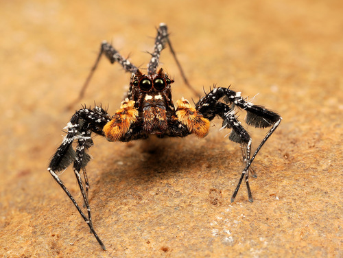 Longleg Dandy