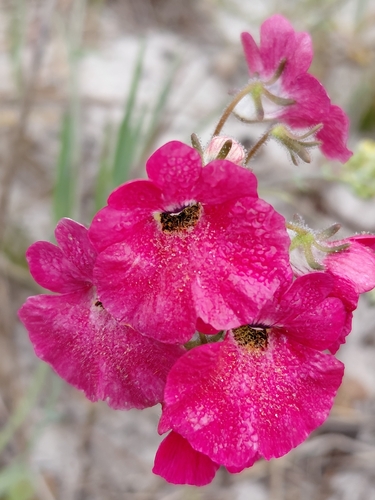 Nemesia strumosa, photograph 4