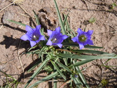 Gentiana decumbens