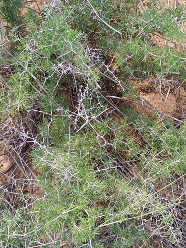 Catthorn Asparagus (Asparagus suaveolens)