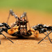 Spiny-legged Jumpers - Photo (c) Wynand Uys, some rights reserved (CC BY), uploaded by Wynand Uys