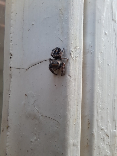 Bold Jumping Spider photographed in Oklahoma