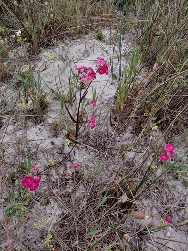 Nemesia strumosa, photograph 5
