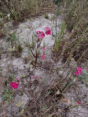 (c) Brian du Preez, some rights reserved (CC BY-SA) Nemesia strumosa, photograph (c) Brian du Preez, some rights reserved (CC BY-SA)