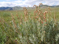 Artemisia dracunculus glauca