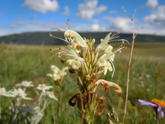 Pedicularis venusta