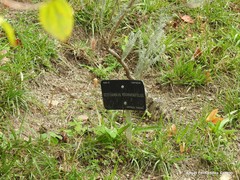 Ozothamnus rosmarinifolius