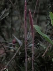 Tillandsia incarnata