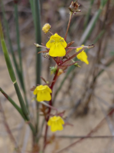 Monkey Yellowface (Hemimeris racemosa)