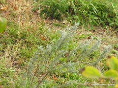 Ozothamnus rosmarinifolius