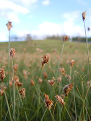 Carex duriuscula