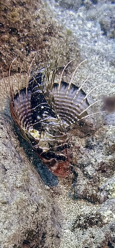 Pterois sphex observed 2025-09-20