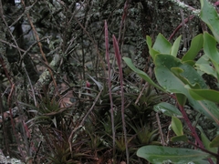 Tillandsia incarnata