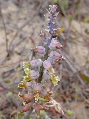Spotty Viooltjie (Lachenalia variegata)