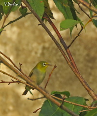 Zosterops simplex